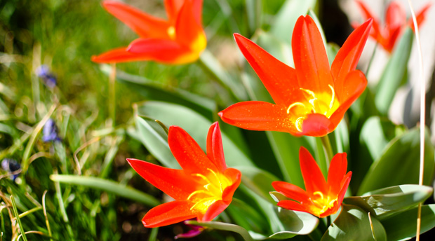 fruehling2012